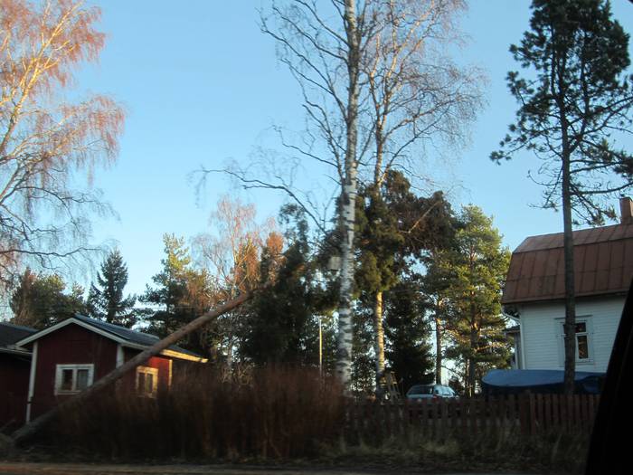 Puu kaatunut.