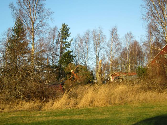 Puita kaatuneena.